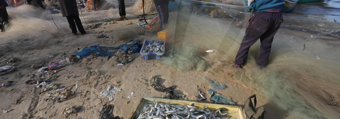 اسماك "السردين"تغزو شواطئ غزة بعد منخفض الخميس