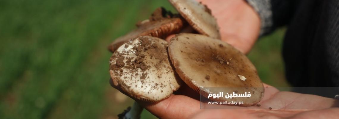 مواطنون يقطفون الفطر البري في سهول مرج بن عامر.