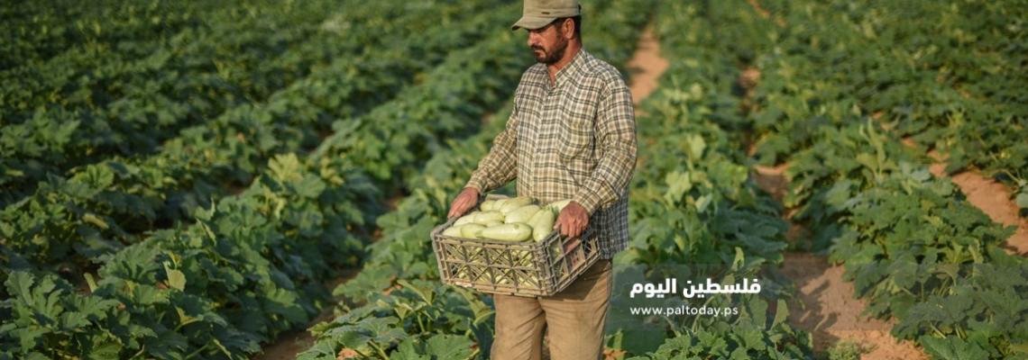 حصاد ثمار " الكوسا " شرق مدينة خانيونس