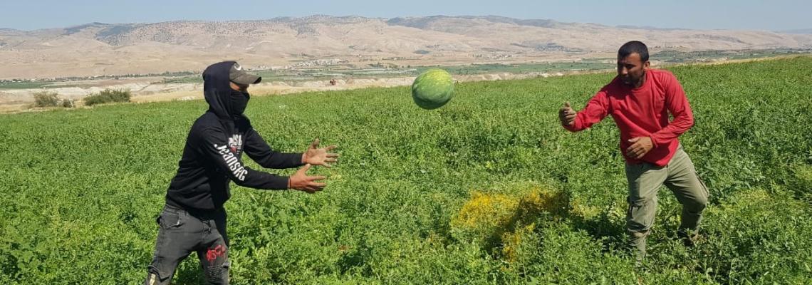 مزارعون فلسطينيون يقومون بجني محصول البطيخ من حقولهم في عين الساكوت بالأغوار الشمالية رغم قيود واجراءات الاحتلال