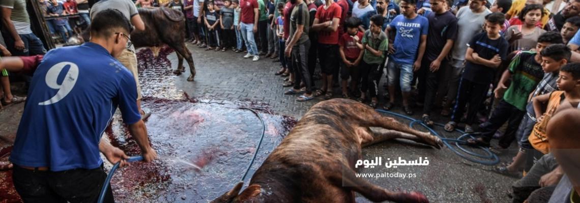 "الذبح أمام البيوت" .. من طقوس غزة في عيد الأضحى