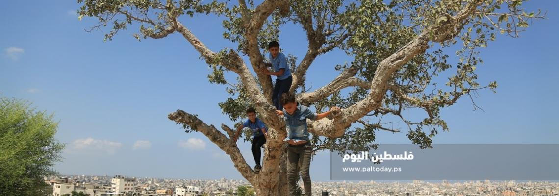 طلاب يتسلقون شجرة "الجميزة" من أعلى منطقة في غزة