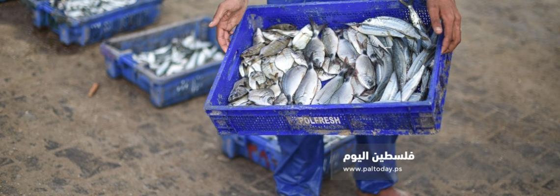 جولة صباحية من داخل " حسبة السمك " فى مدينة خانيونس