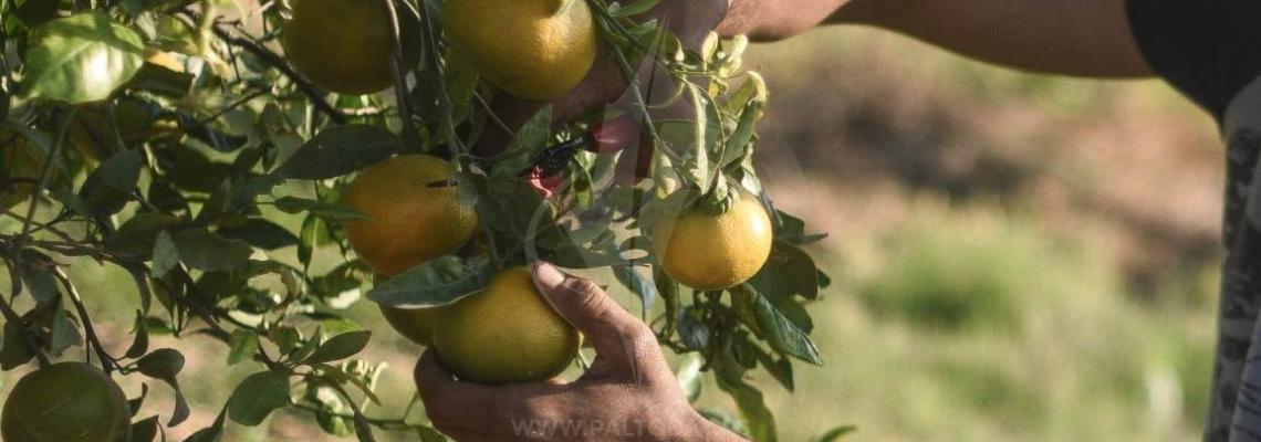 قطف الحمضيات من جنوب قطاع غزة