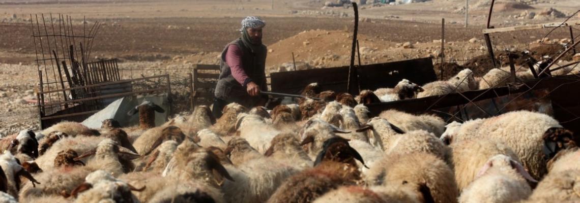 الاغوار الشمالية - المواطن برهان بشارات 46 عاما يمتهن وعائلته تربية المواشي في خربة مكحول بالأغوار الشمالية