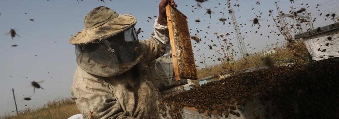 بالصور:وكالة فلسطين اليوم تشارك المزارع خالد حلس جني العسل بغزة