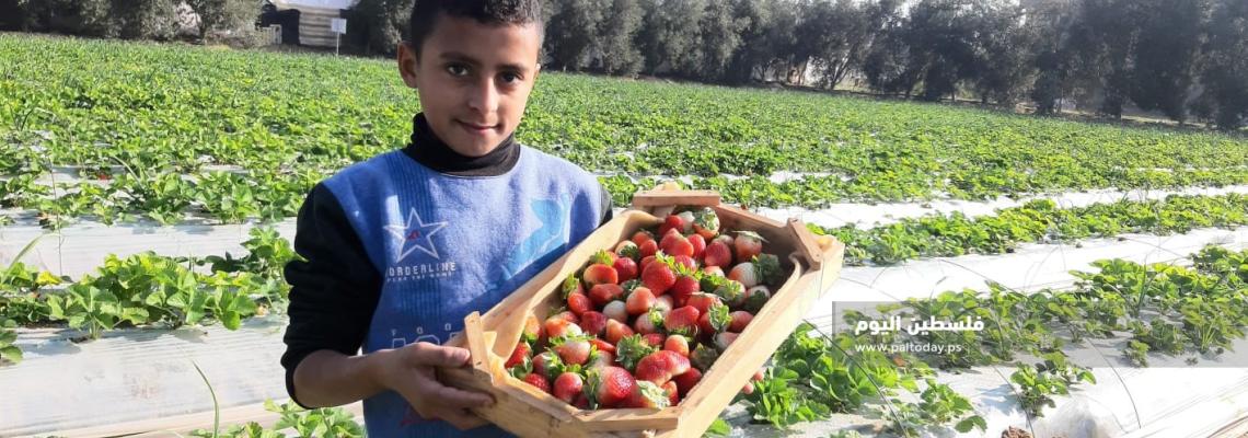 مزارعون فلسطينيون يقطفون فاكهة الفراولة (الذهب الأحمر)  في بيت لاهيا شمال قطاع غزة