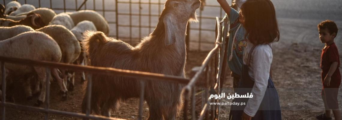 مزارع المواشي .. ملاذ للترفيه والفرح لأطفال غزة 