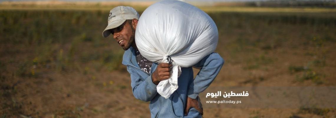 مزارعو قطاع غزة يبدؤون جني محصول "العدس " من الأراضى الحدودية 