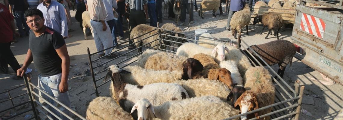 بالصور:أسواق المواشي تكتظ بالمواطنين في غزة