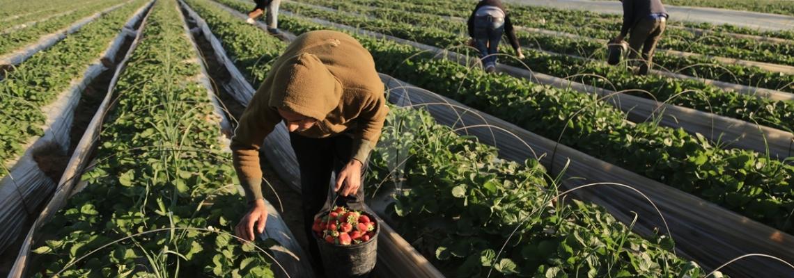 بالصور: مواطنون من بيت لاهيا يقومون بقطف ثمار الذهب الأحمر