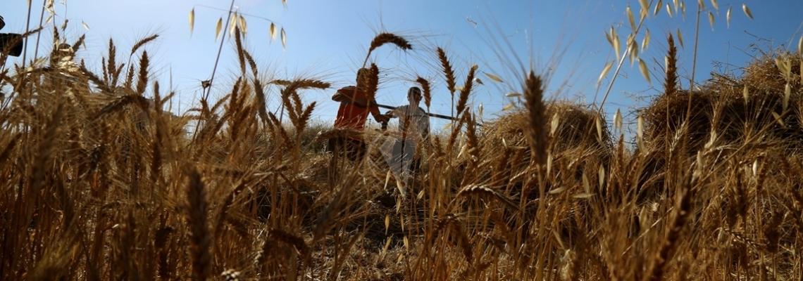 بالصور: موسم حصاد القمح في غزة