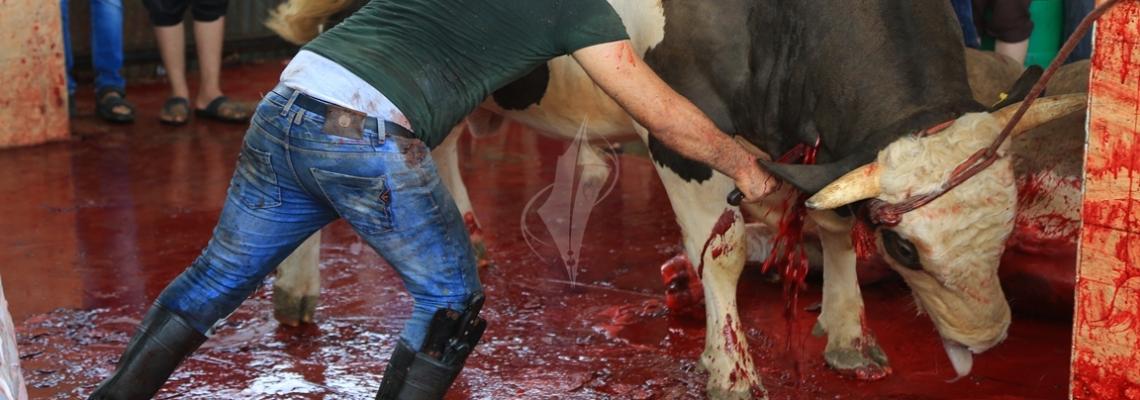 بالصور:في أول أيام عيد الأضحى المبارك عدسة فلسطين اليوم تلتقط ذبح الأضاحي