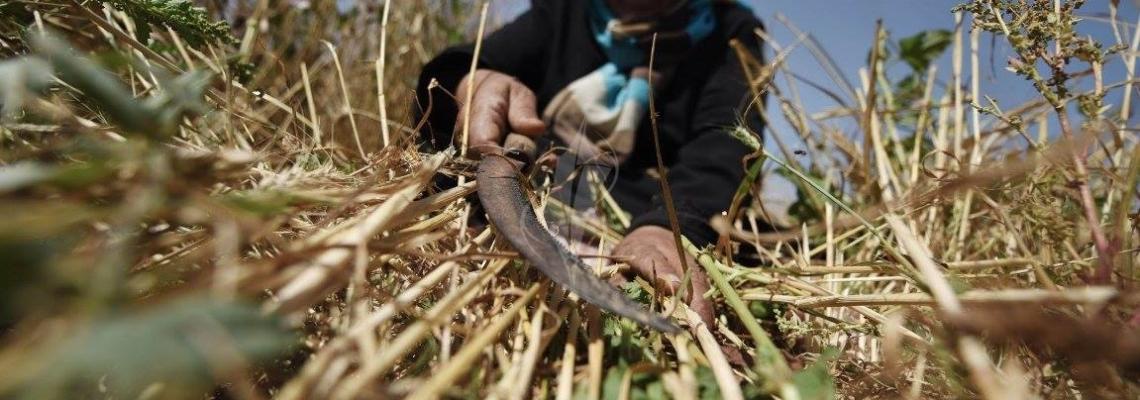 بالصور : موسم حصاد القمح من جنوب قطاع غزة