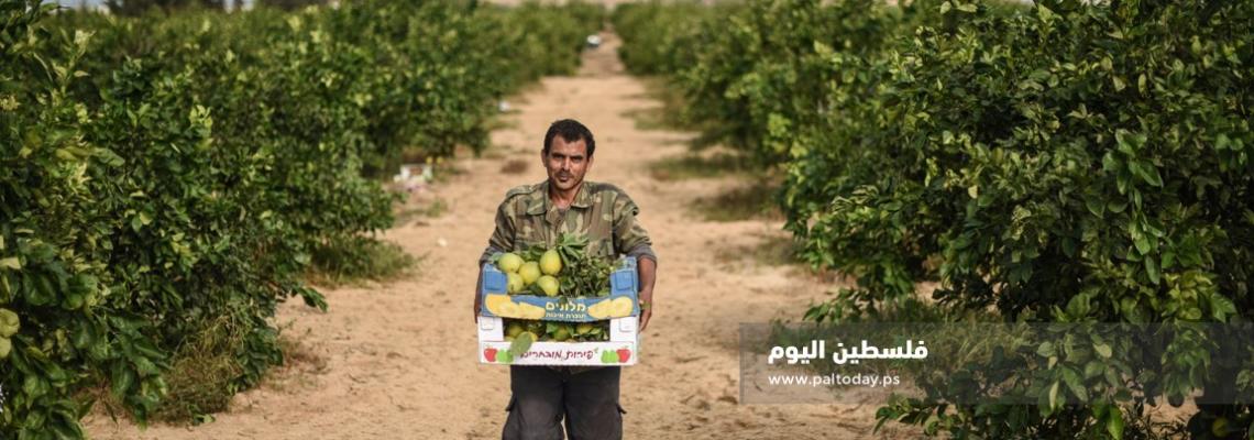 مزارعو غزة يبدأون بجني ثمار الحمضيات