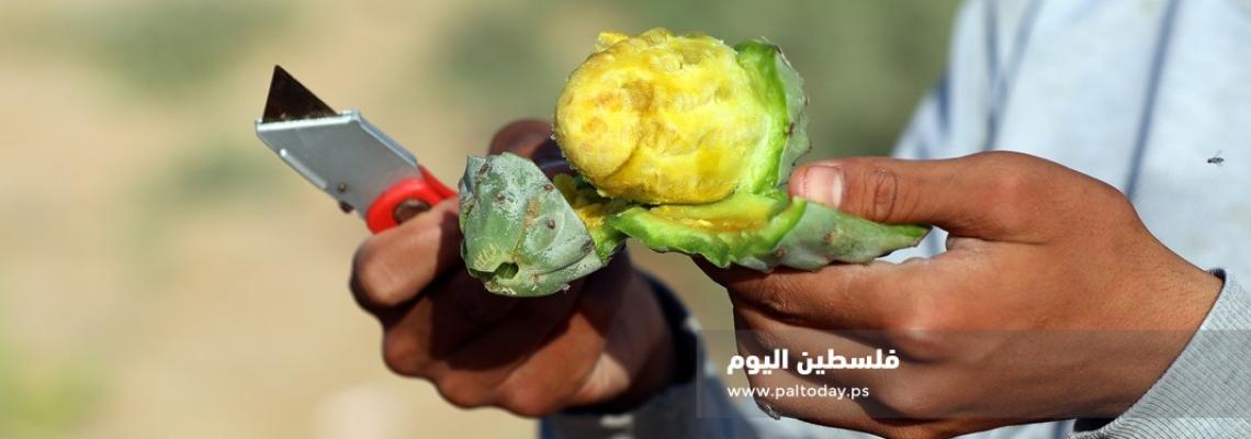 موسم جني فاكهة الصبر في غزة