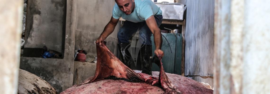 بالصور:تجار غزيون يجمعون جلود الأضاحي لتصديرها لمصانع الدباغة في الخارج