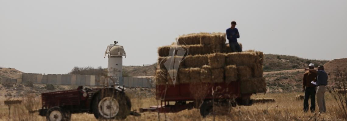 بالصور:بالتعاون مع الصليب.. مزارعون بالقرب من مواقع الاحتلال يحصدون القمح على الحدود الشرقية