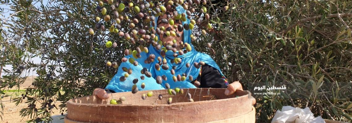 "الذهب الأخضر" يزهو في غزة .. موسم قطف الزيتون 