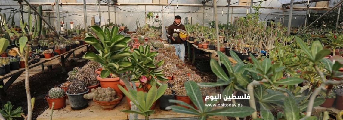 نبتة الصبار بألوان وأنواع جذابة شمال قطاع غزة