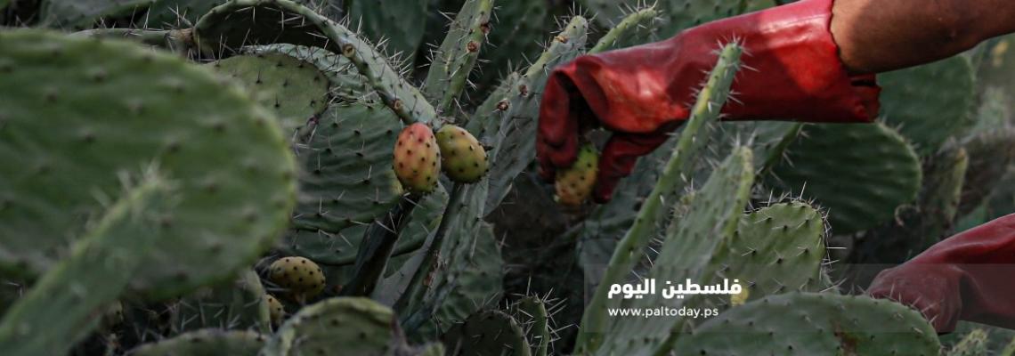 "الصبر".. فاكهة أهل غزة التي تُنزع من شوكها
