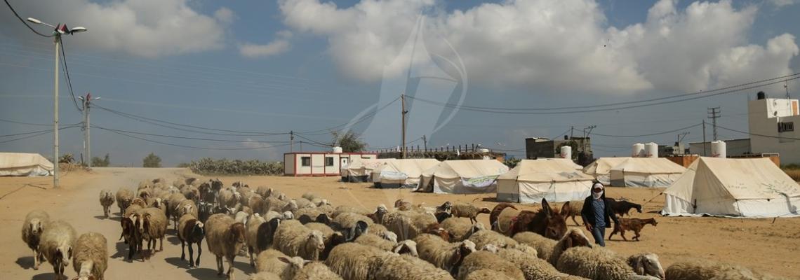 مواطن يرعى الاغنام قرب مخيم العودة شرق قطاع غزة