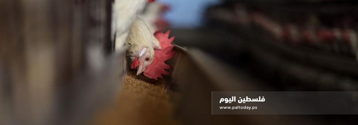 جولة مصورة داخل مزارع البيض جنوب قطاع غزة 