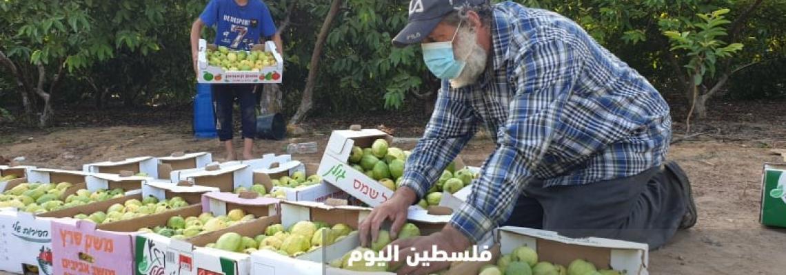 مزارعون يتخوفون من انهيار موسم الجوافة في ظل تشديد الإجراءات بسبب كورونا