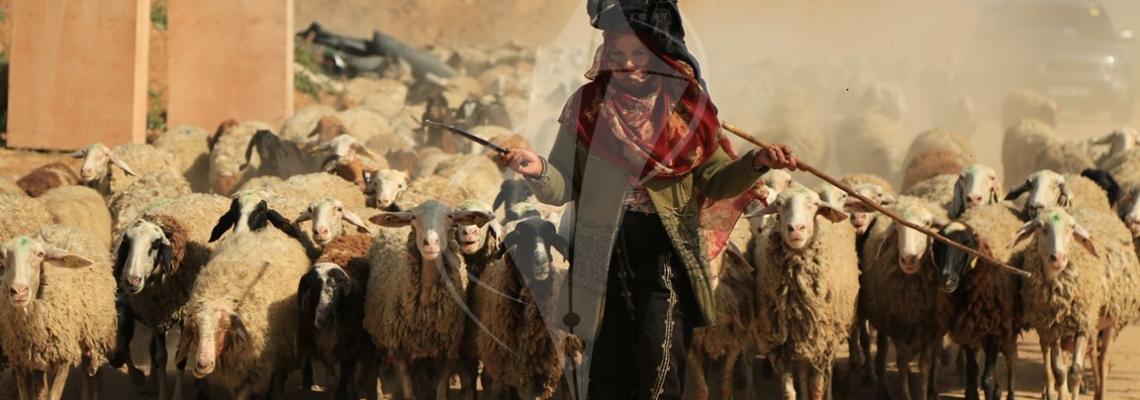  امرأة فلسطينية ترعى الأغنام بالقرب من السياج الفاصل شرق غزة 