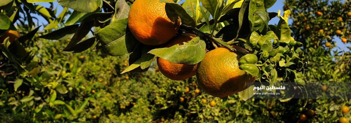 مزارعو غزة يبدأون بجني ثمار الحمضيات