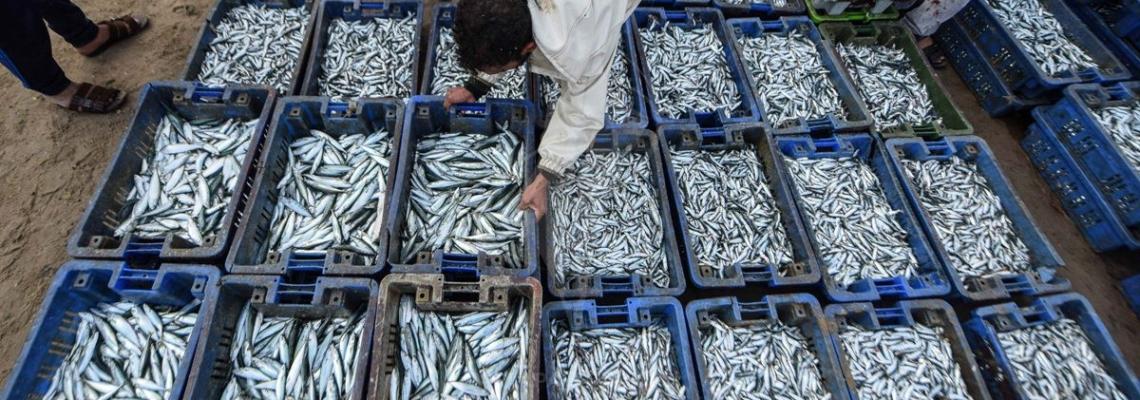 سمك " البزرة " يغزو اسواق غزة بعد تقليص الإحتلال مساحة الصيد للنصف 