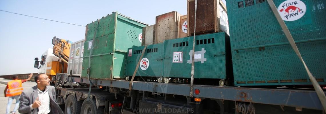 نقل عشرات الحيوانات البرية من غزة إلى الأردن عبر حاجز بيت حانون