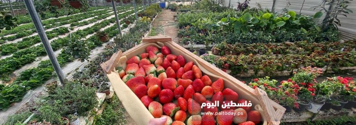 مزارعو غزة يقطفون الذهب الأحمر لتصديره إلى أسواق الضفة الغربية المحتلة
