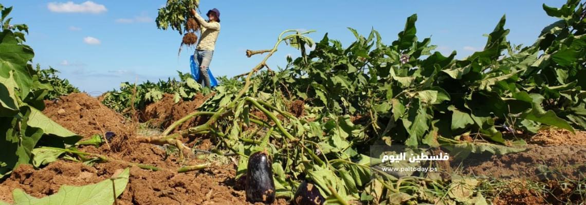 جرافات الاحتلال تجرف أراضي المواطنين المزروعة شرق خزاعة