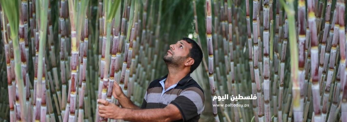 مزارع " قصب السكر " جنوب قطاع غزة