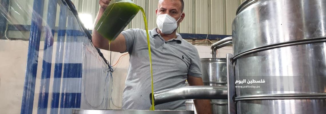 جولة في معاصر الزيتون بقطاع غزة