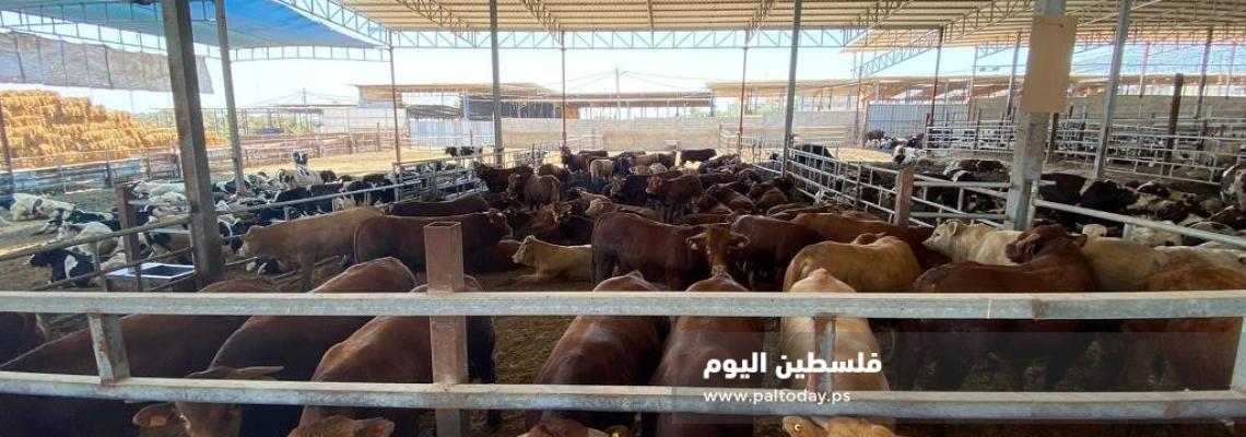 مزارع العجول بغزة تستعد لاستقبال عيد الاضحى 2020