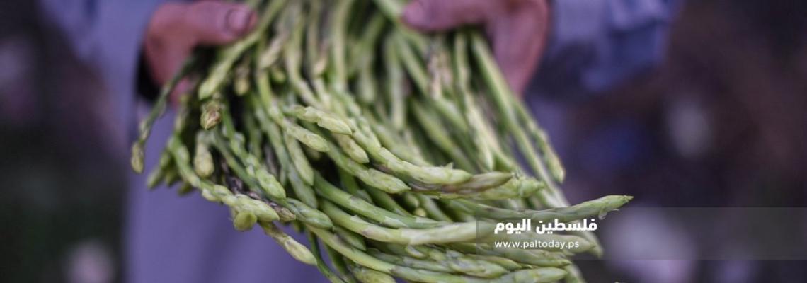 موسم قطف نبتة "الهليون " شرق بلدة خزاعة جنوب قطاع غزة 