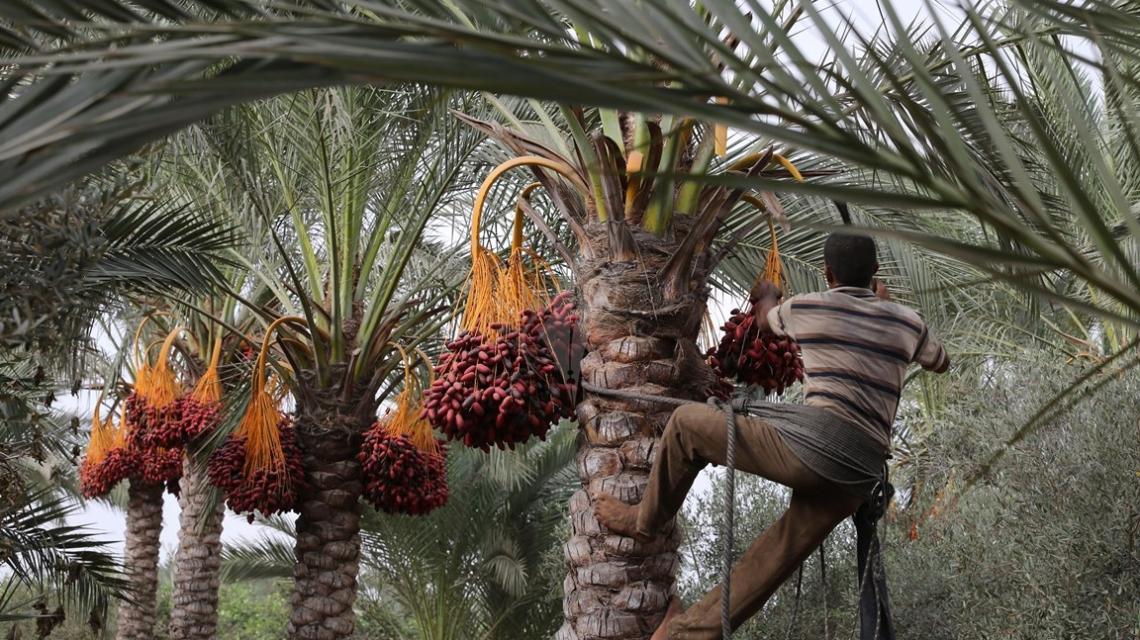 بالصور:جنى ثمار البلح بمدينة دير البلح وسط القطاع