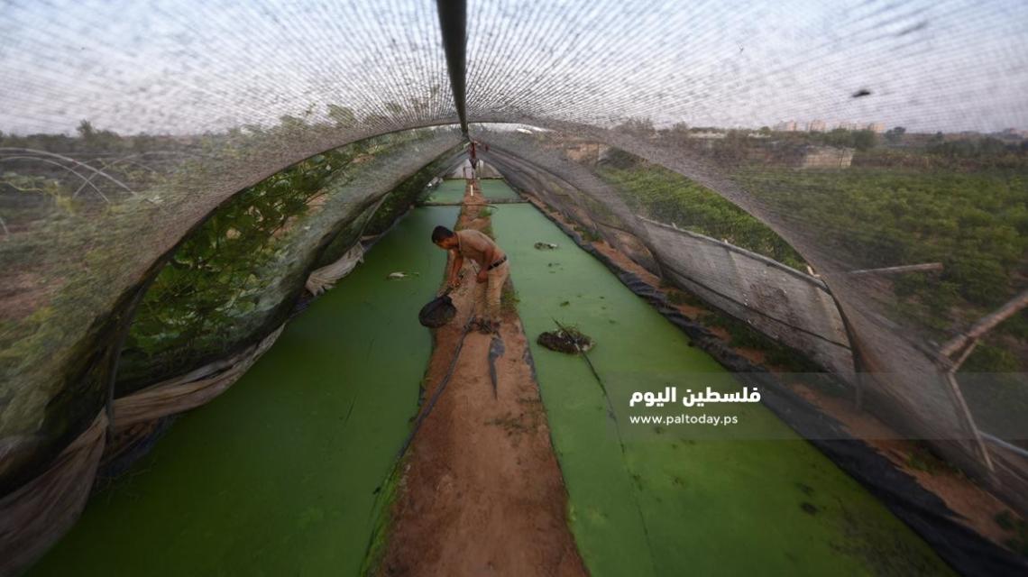 الأزولا تنجح في غزة ..بديل طبيعي للأعلاف التجارية