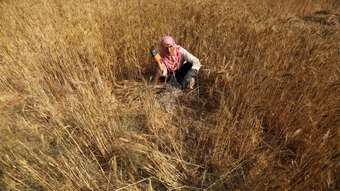 بالصور: مزارعون يبدؤون حصاد القمح شرق خانيونس