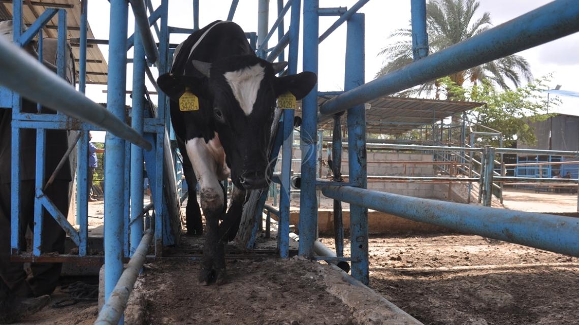بالصور:مزارع العجول بغزة تستعد لاستقبال عيد الاضحى