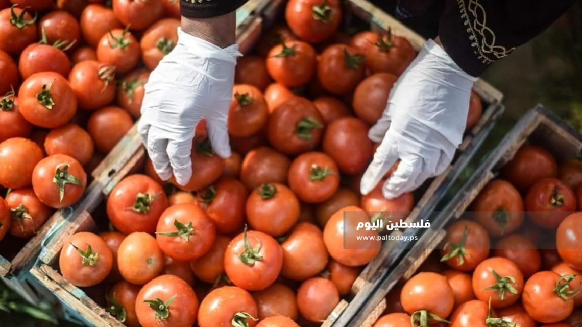 في غزة .. البندورة أغلى من التفاح .!