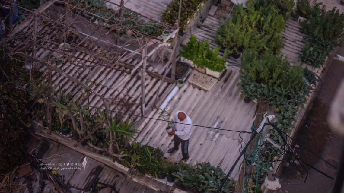 لاجئ فلسطينيي يحول سطح منزله المسقوف بالأسبست لمشتل زراعي فى مدينة خانيونس