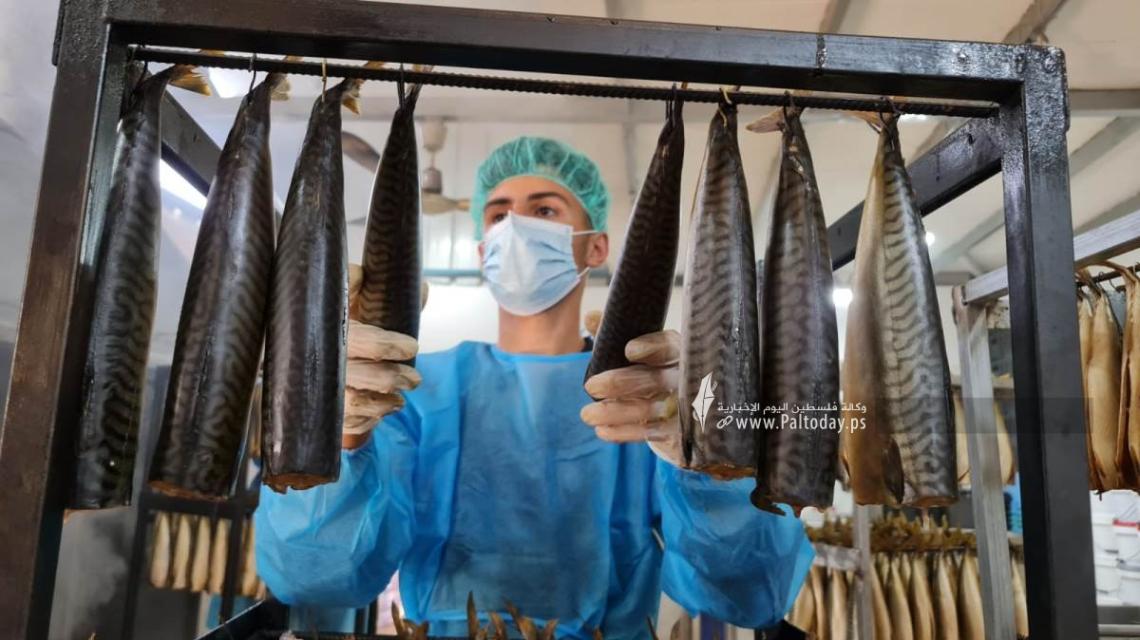 تجهيز سمك الرنجة جنوب قطاع غزة وتسويقها في موسم عيد الفطر