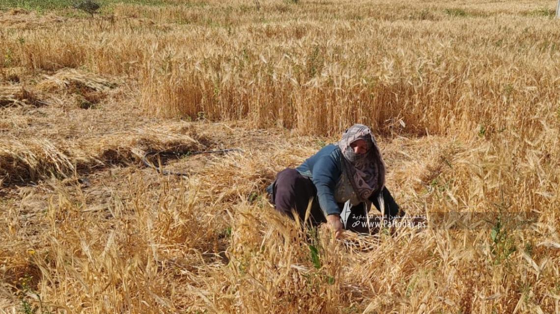 بالصور :بدء موسم حصاد القمح في المناطق الحدودية بخانيونس جنوب قطاع غزة