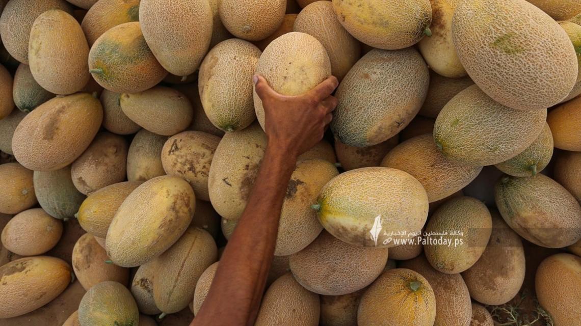 جني محصول الشمام فى قطاع غزة.