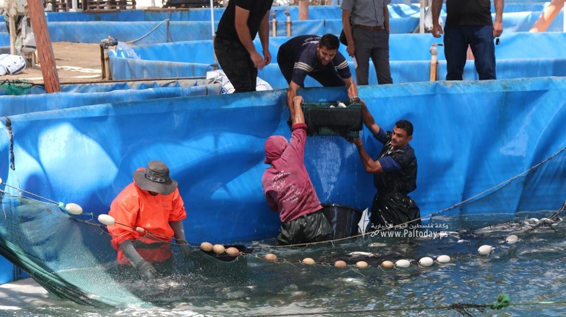 بالصور :نفوق آلاف الأسماك وخسائر بملايين الشواكل وتهديد مشروع تربية الأسماك بسبب إغلاق المعابر