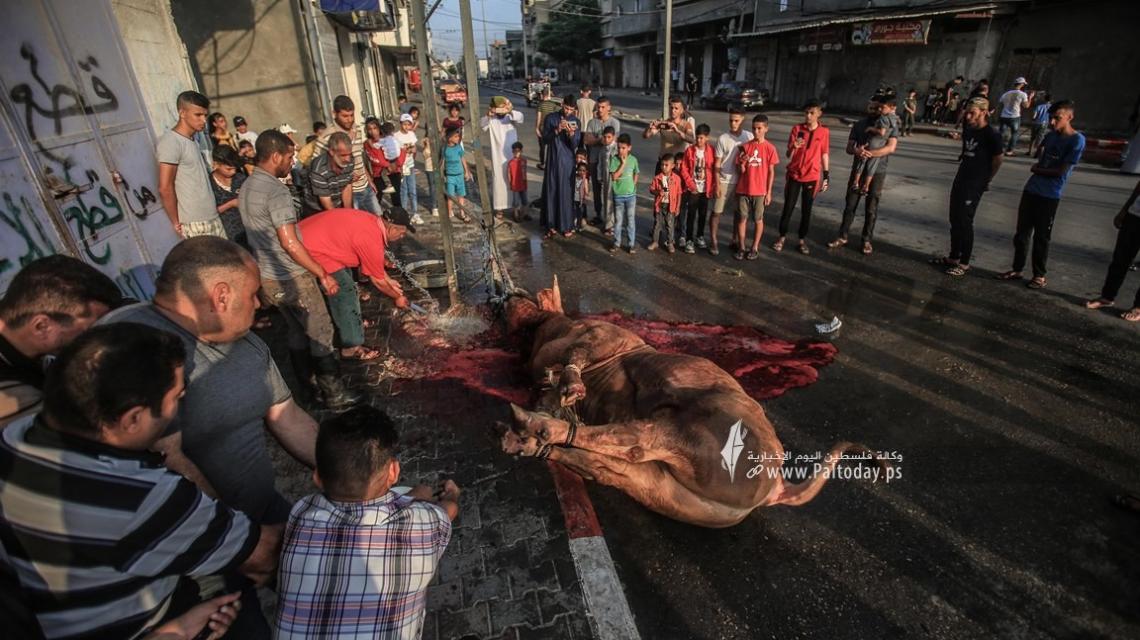 شاهد ذبح الأضاحي في عيد الأضحى المبارك في قطاع غزة