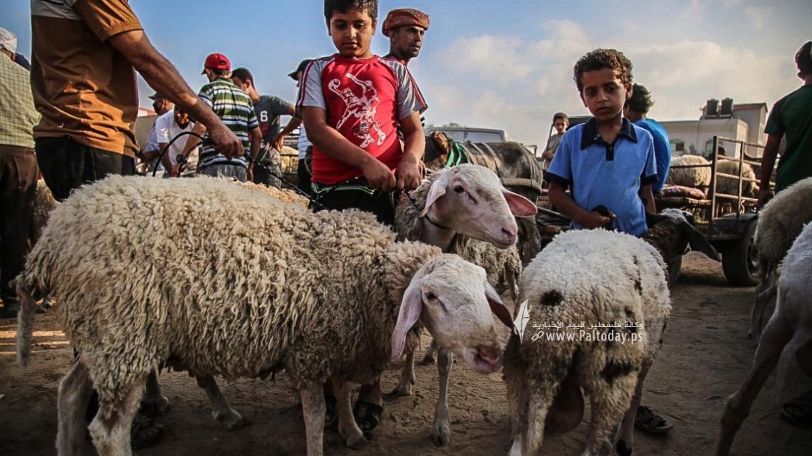 بالصور:اقبال كبير على شراء الاضاحي في قطاع غزة قُبيل عيد الاضحى المبارك